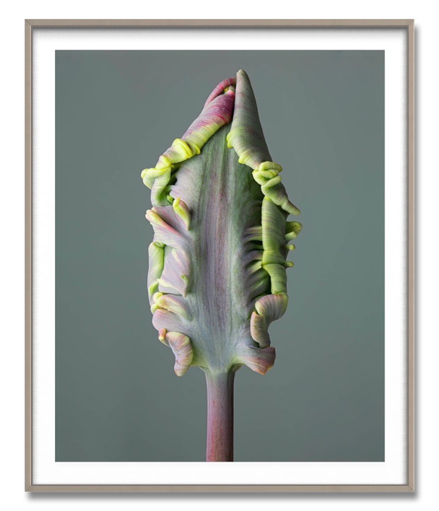 Parrot Tulip Bud Fine Art Print by Flower Photographer Tim Platt.