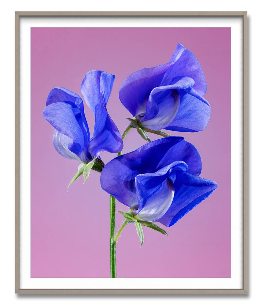 Sweet Pea Fine Art Print by Flower Photographer Tim Platt.