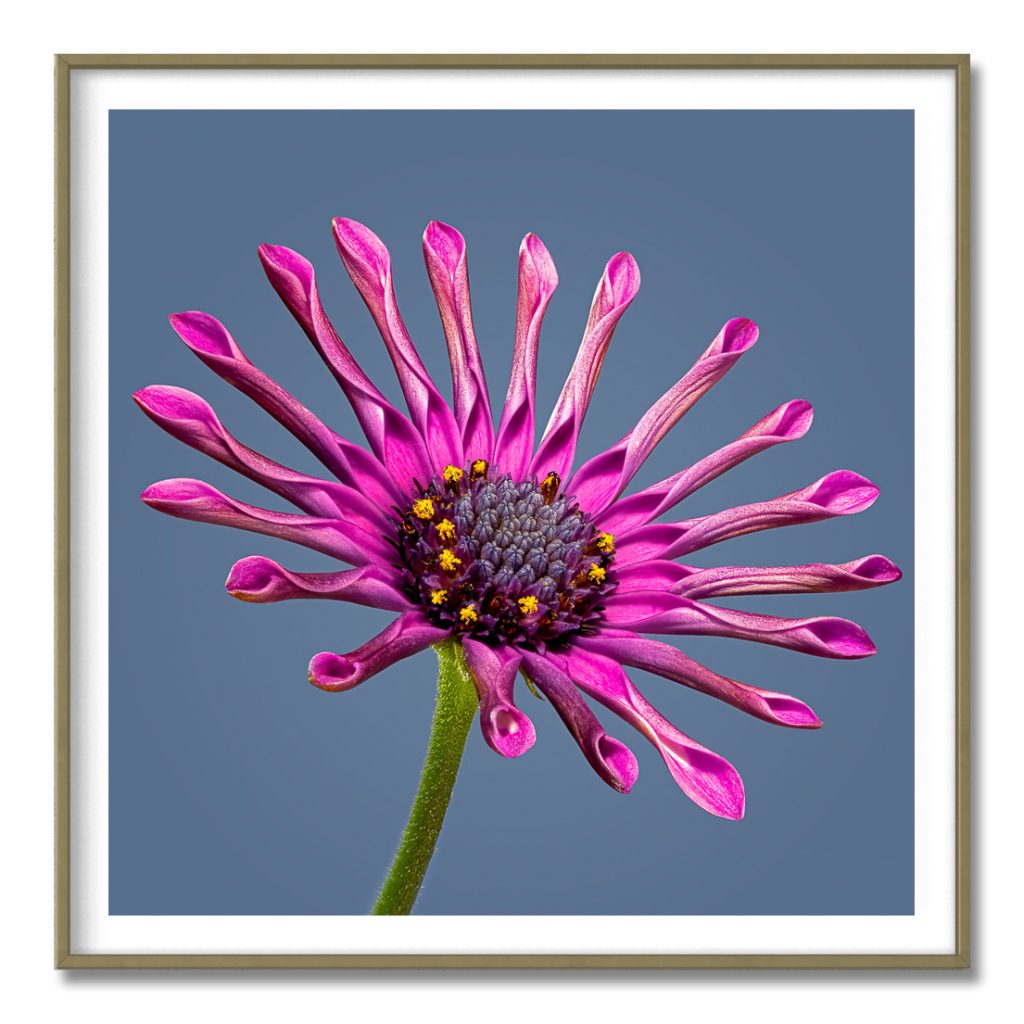 Whirlygig Cape Daisy Fine Art Print by Flower Photographer Tim Platt.